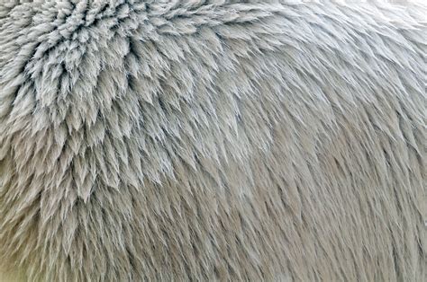 Polar bear fur texture close-up - Free PatternPictures.com | Polar bear ...