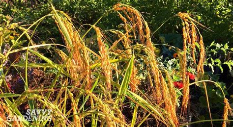 Growing rice is easier than you think! Plus, the plants are very ...