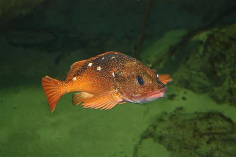 Rockfish Fish Guide: Habitat, Diet, Life Cycle, and Facts - FishOnTips