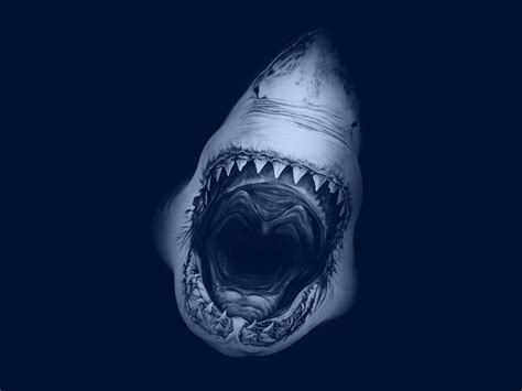 🔥 [50+] Great White Shark Desktop Wallpapers | WallpaperSafari