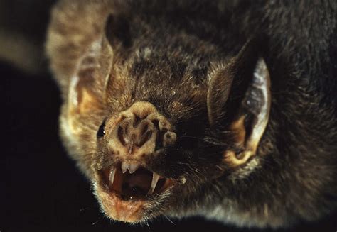 New Research Shows How To Stop Vampire Bats From Spreading Rabies ...