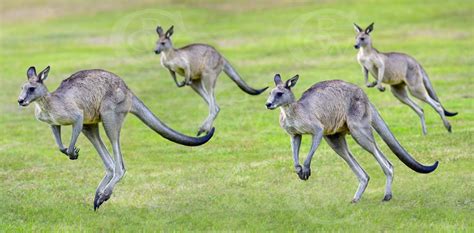 kangaroos | WIA Society