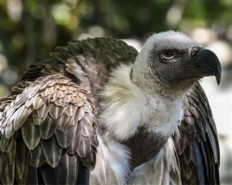 Vulture Symbolism And Meaning - Faith3