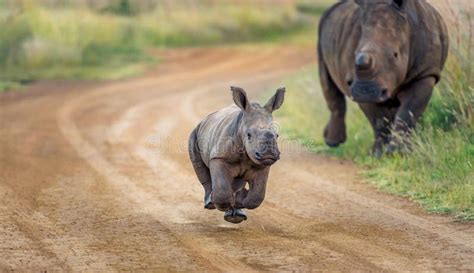 3,883 Baby Rhino Stock Photos - Free & Royalty-Free Stock Photos from ...