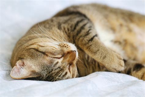 Why Do Cats Sleep With Their Heads Upside Down? (Find Out Now!) – Pet ...