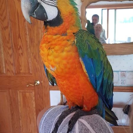 Hybrid Macaw #179193 for sale in coupeville, WA