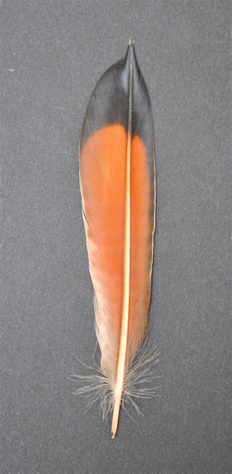 The Feather Atlas - Feather Identification and Scans - U.S. Fish and ...