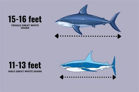 How Big is a Great White Shark - Great White Shark Size Comparison ...