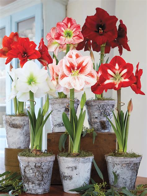 Holiday Amaryllis Plant in Lakeville, CT | Roaring Oaks Florist