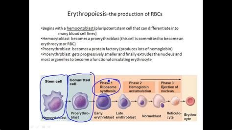 Chapter 17- Erythrocyte Physiology and Erythrocytosis - YouTube