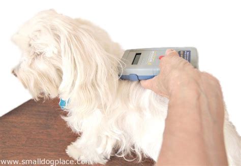 Should You Microchip Your Dog?