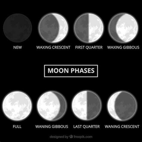 Realistic moon phases | Free Vector