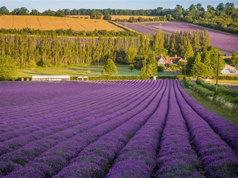 Lavender field - craibas.al.gov.br