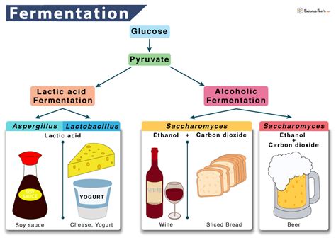 Fermentation – Definition, Types, Process, & Equation