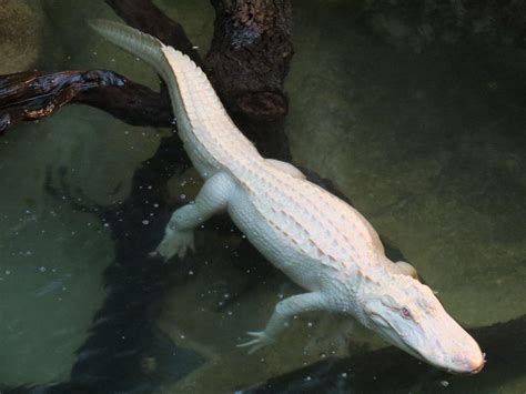 Albino Alligator Wallpapers - Wallpaper Cave