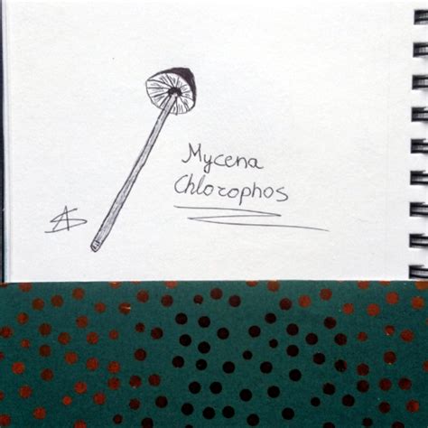 Mycena Chlorophos by aislinsummersart on DeviantArt