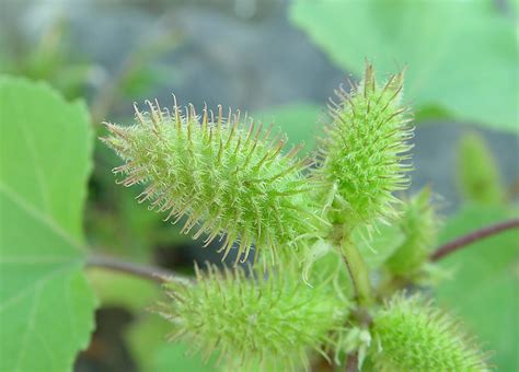 Xanthium; Abroco; Abrojo; Arzola; Capim-Roseta; Carrapichão; Carrapicho ...