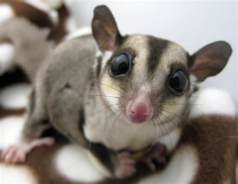 Cassidy and Kari » The Sugar Glider – A Potential Pet