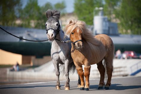 AskHQ: Can you ride a Miniature Horse? – HQ Magazine