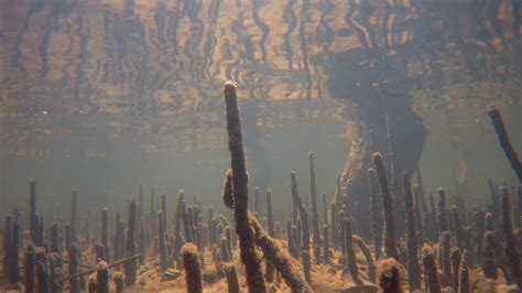 Underwater Mangrove Trees Root In Marine Stock Footage SBV-314015241 ...