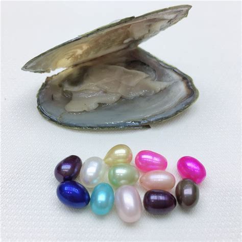 One Bead One Clam,Oyster Freshwater Pearl 7MM Pearl Oval 12 Color Pearl ...