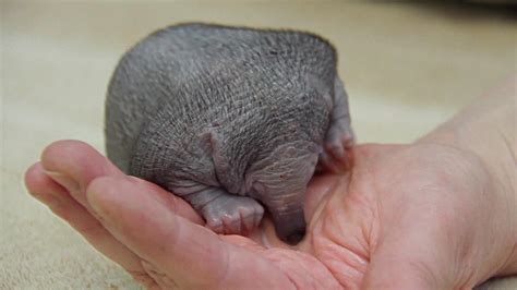 Baby Echidna