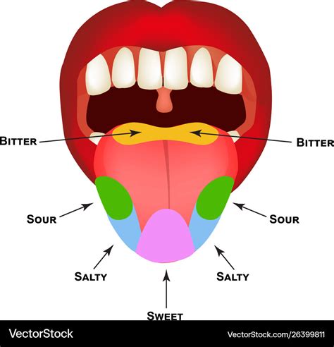 Anatomical structure tongue taste buds on Vector Image