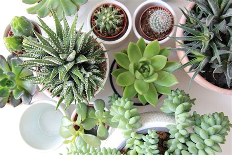 500+ Succulents Pictures [HD] | Download Free Images on Unsplash