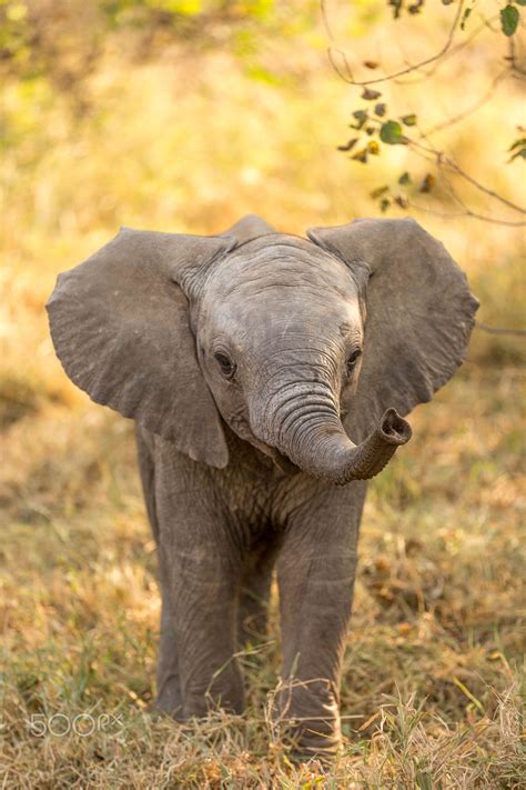 Baby Ellie | Elephants photos, Animals, Animals wild