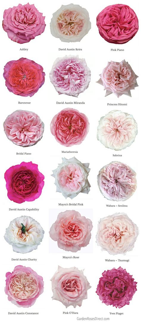 Varieties of Pink Garden Roses - Garden Roses Direct