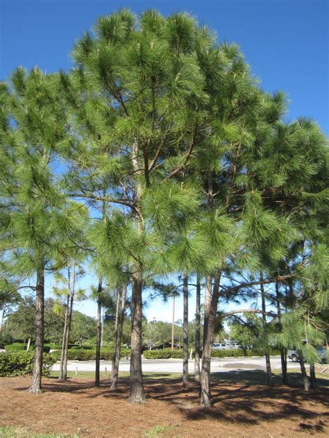 Pinus elliottii Slash Pine is native to Florida and serves to provide ...