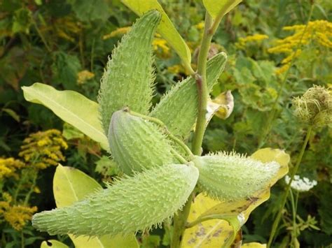 Milkweed Is Edible? Yes, And It’s Super-Easy To Prepare, Too | Off The ...