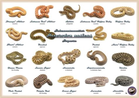 Hognose Morphs | Hognose snake, Pet snake, Uromastyx lizard