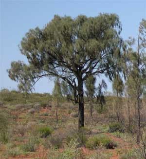 Desert oak - Alice Springs Desert Park