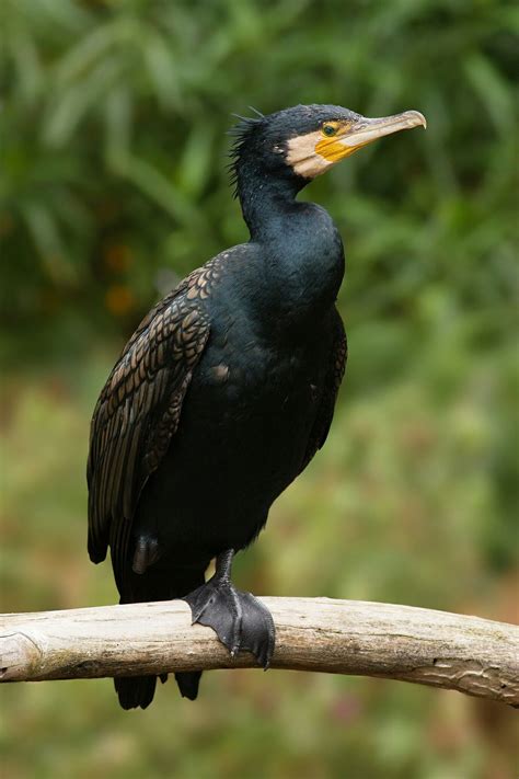 Cormorán grande (Phalacrocorax carbo). Es un ave suliforme de la ...