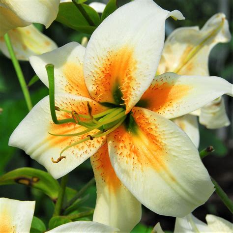 Colorful Tiger Lily Bulbs for Sale | Wild About Tiger Lily Mix – Easy ...