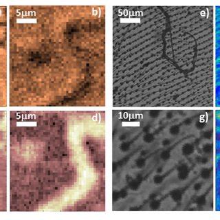 Amplitude (a and b) and phase (c and d) images of Spirulina filaments ...