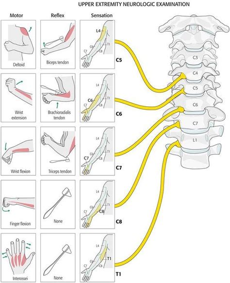 Dermatomes and Myotomes: Upper & Lower Limb » How To Relief | Spine ...