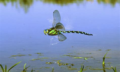 Country diary: Blackwater Carr, Norfolk: Dragonflies dart out into the ...