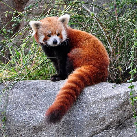 With reddish-brown fur and a long, shaggy tail, the red panda is hard ...