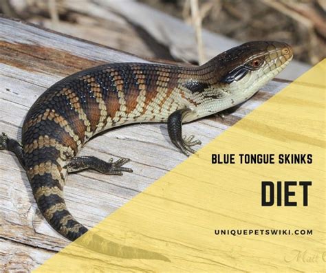 Blue Tongue Skink Diet Guide: Your Top Questions Answered (2020)