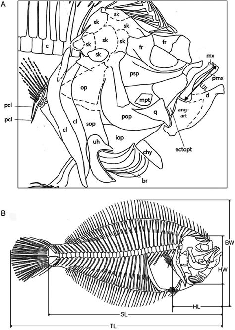 Morphology of the flatfish from Nazarkin, 1997 (A: head, B: body). br ...