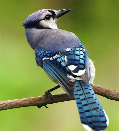 Blue Jay - turbabitphiladelphia