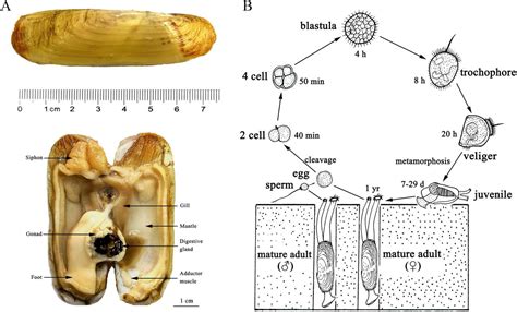 The chromosomal-level genome assembly and comprehensive transcriptomes ...