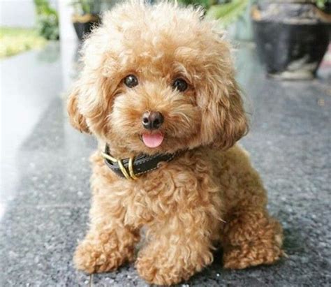 Top +10 Mẫu Cắt Tỉa Lông Chó Poodle Đẹp & Thịnh Hành Nhất