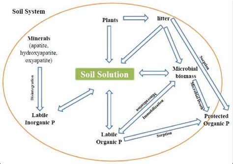 Phosphorus cycle in soil. | Download Scientific Diagram