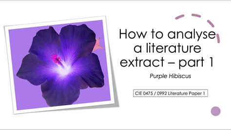 🐈 Purple hibiscus sparknotes. Purple Hibiscus Study Guide. 2022-10-28