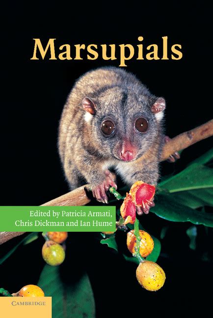 Reproduction (Chapter 3) - Marsupials