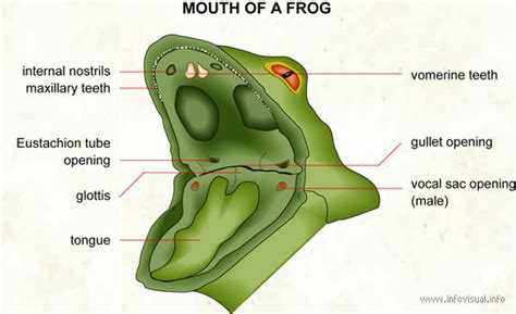 FROG DIAGRAMS