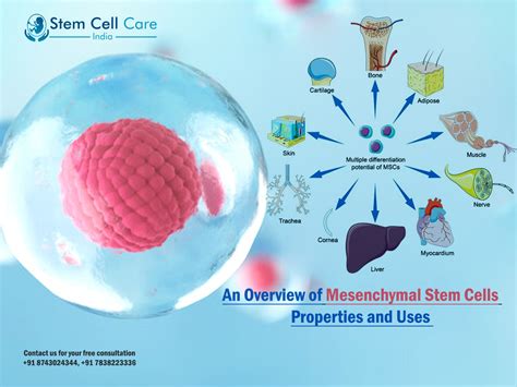 An Overview of Mesenchymal Stem Cells Properties and Uses